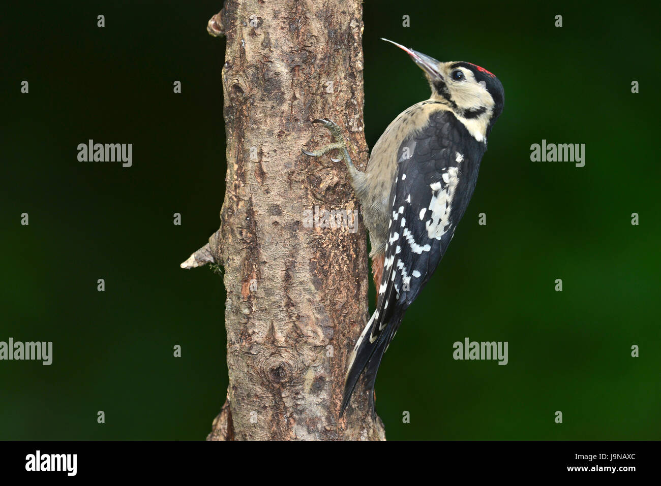 great spotted woodpecker Stock Photo