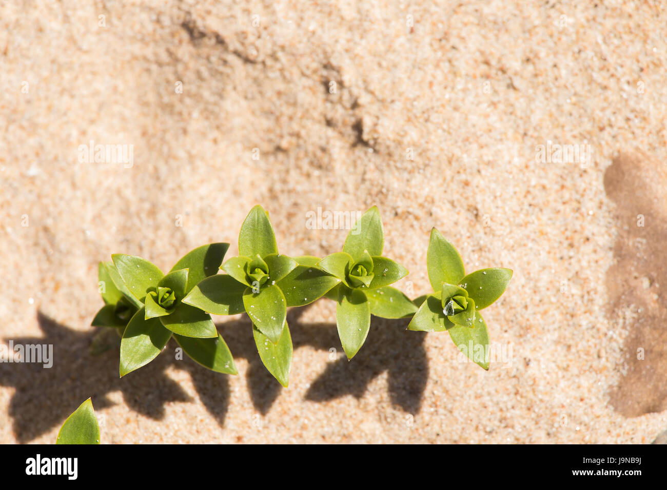 A beautiful minimalist closeup of a sand and sea sandwort. Shallow depth of field. Stock Photo