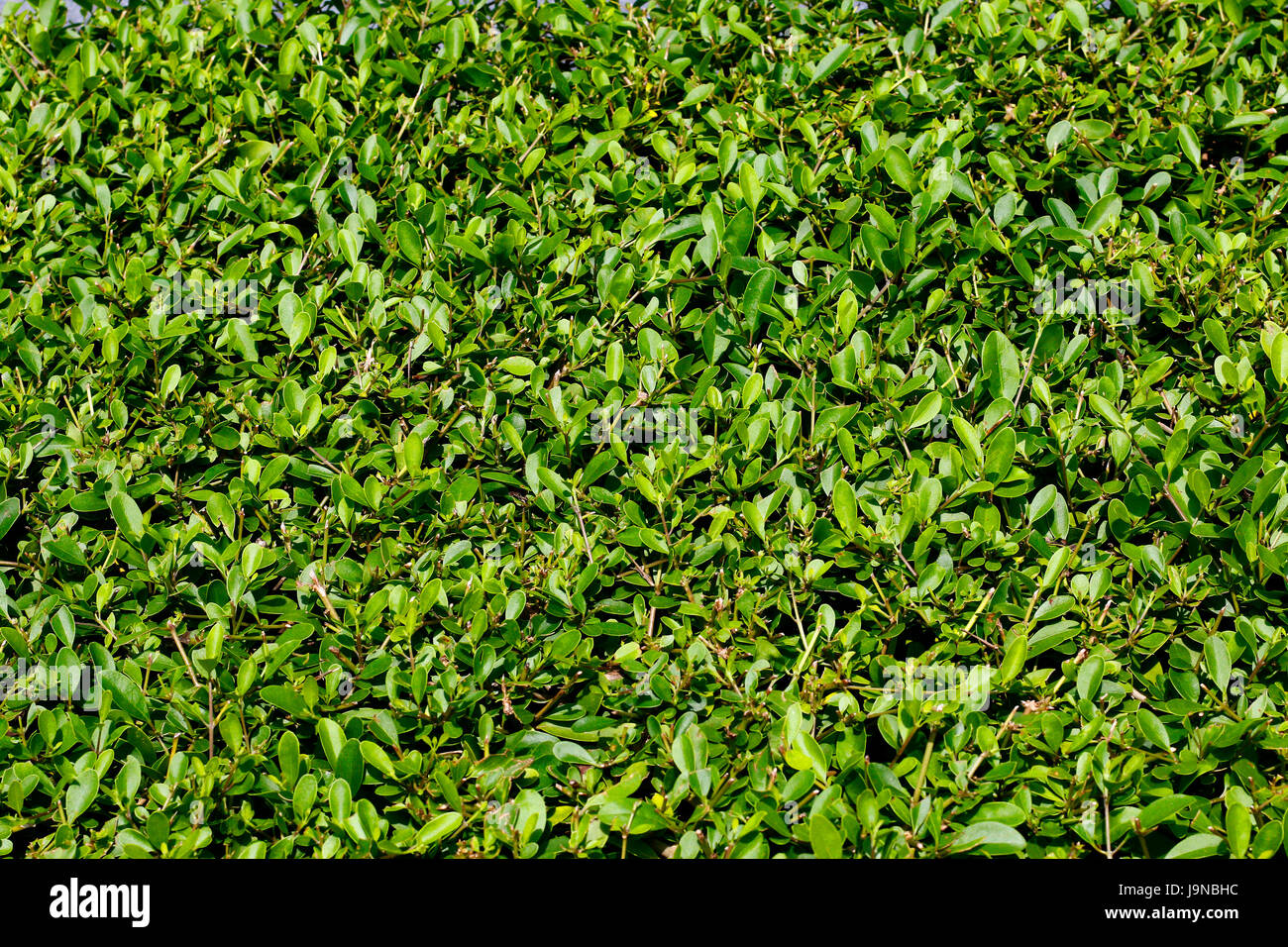 garden grass uniform texture top view Stock Photo