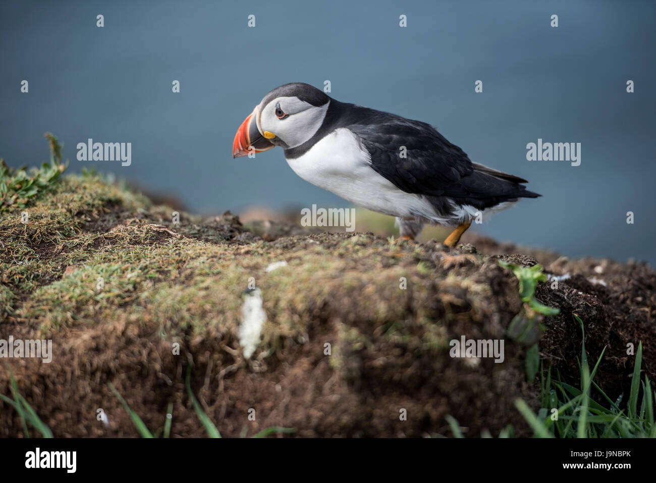 Lunga UK. 30th May 2017. Atlantic Puffins  Isle of Lunga, Treshnish Isles, Inner Hebrides Scotland 30/05/2017 © Gary Mather/Alamy Live News Stock Photo