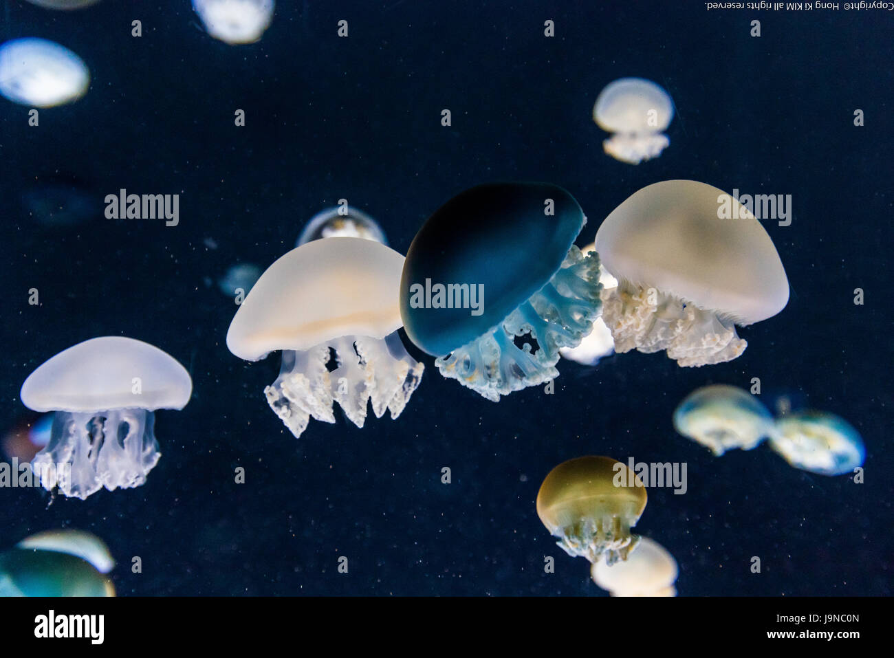 Jelly Fish  in deep blue background 3 Stock Photo
