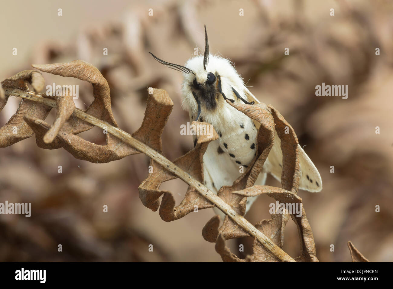 White Ermine moth, Spilosoma lubricipeda, Monmouthshire, May. Family Erebidae Stock Photo