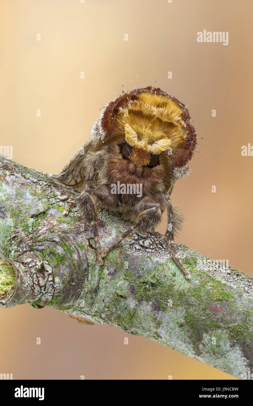 Buff-tip moth, Phalera bucephala, camouflaged on dead twig. Catbrook, Monmouthshire, May.  Family Notodontidae. Stock Photo