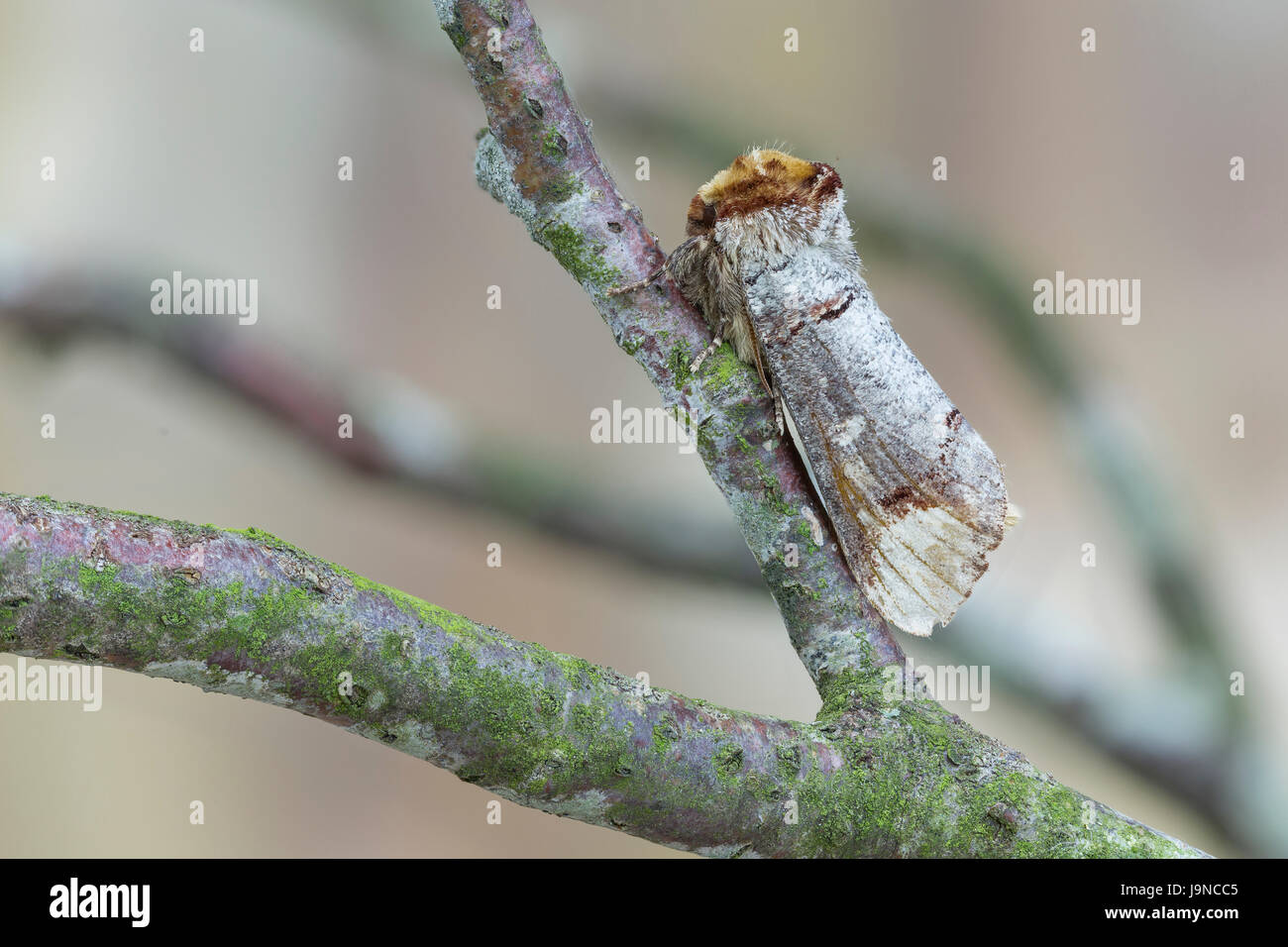 Buff-tip moth, Phalera bucephala, camouflaged on dead twig. Monmouthshire, May.  Family Notodontidae. Mimics a broken twig to fool predators. Stock Photo