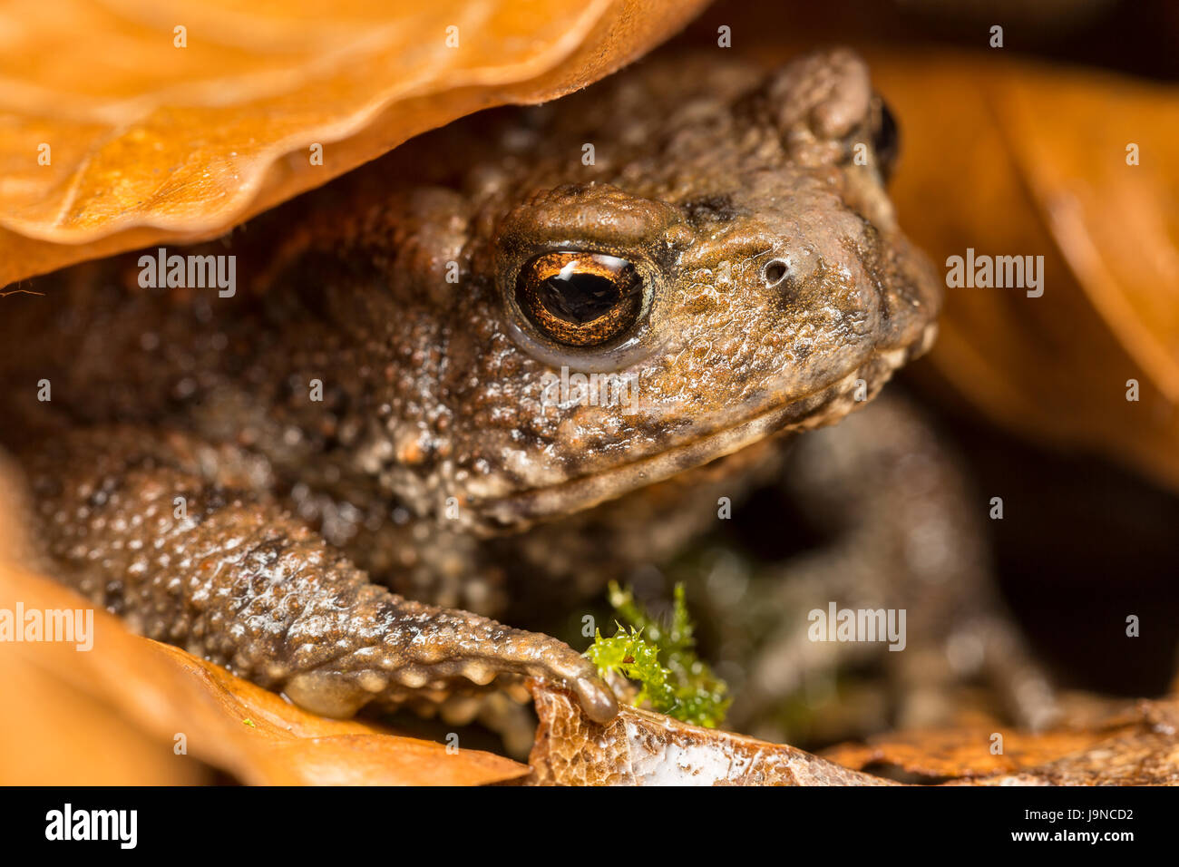 Common Toad, Bufo bufo, Catbrook, Monmouthshire, Wales Stock Photo