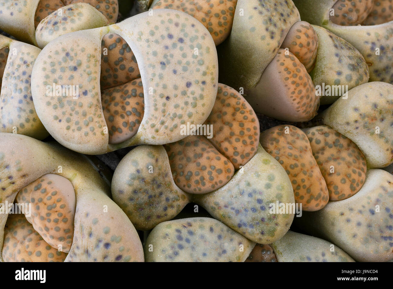 Lithops fulviceps in early summer with new leaves forcing their way through the old ones, which will eventually wither up and fall off. Stock Photo