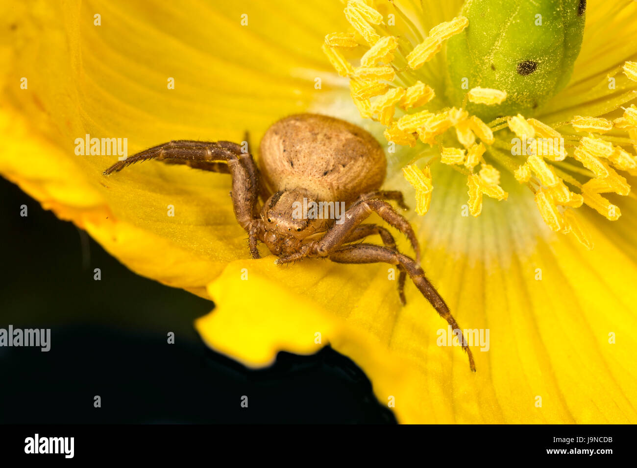 Crab spider, Xysticus kochi, waiting for insect prey to visit flower. Trelleck, Monmouthshire, May. Family Thomisidae Stock Photo