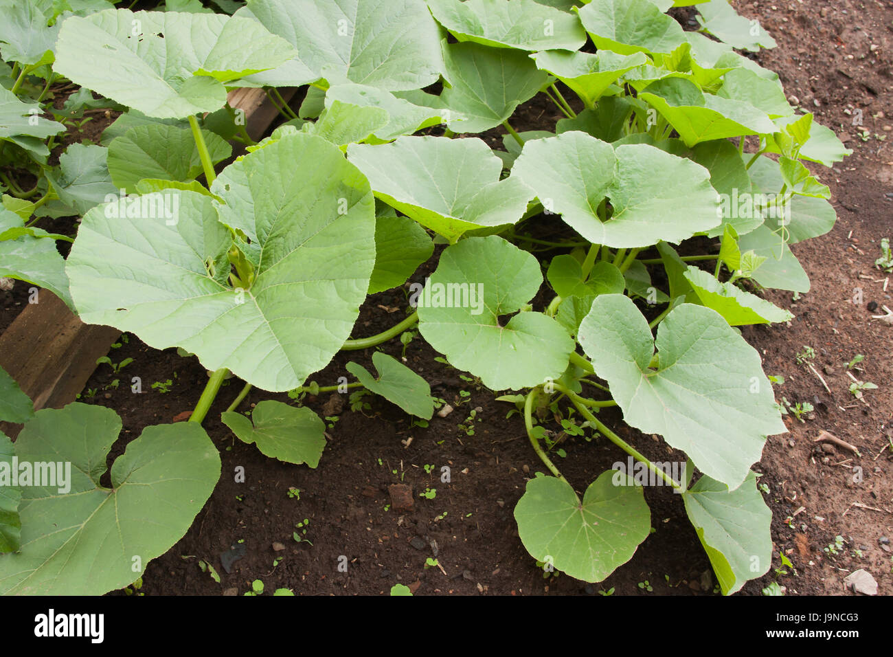 a pumpkin grows on a bed with to the garden Stock Photo - Alamy