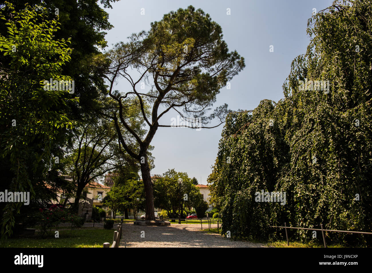 Very tall tree at the center of the park Stock Photo