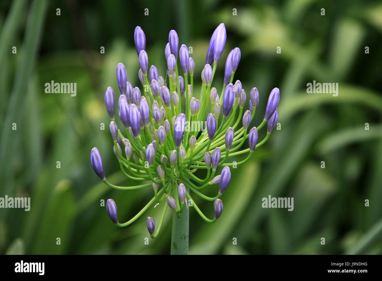 Emerging Agapanthus flower buds Stock Photo Alamy