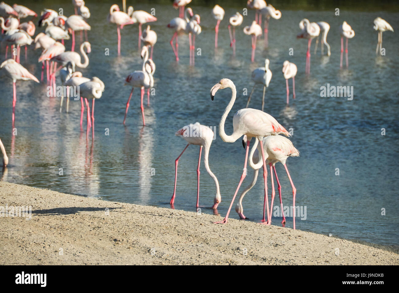 pink flamingoes in a birds sanctuary in dubai Stock Photo