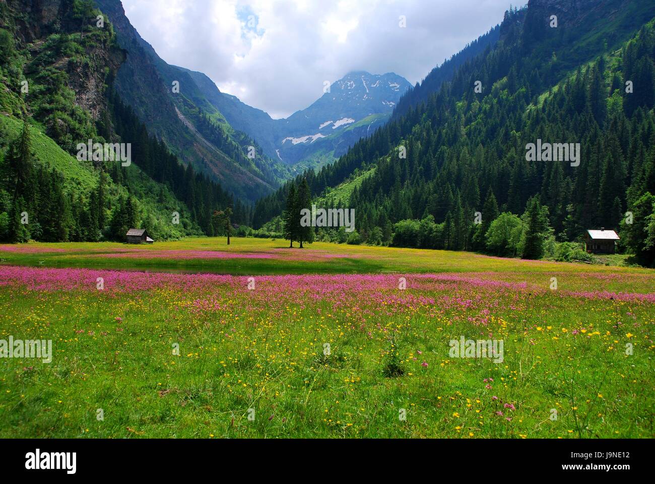 Blühende Berg- und Almwiesen vor dem Hochgolling in den Niederen Tauern Stock Photo