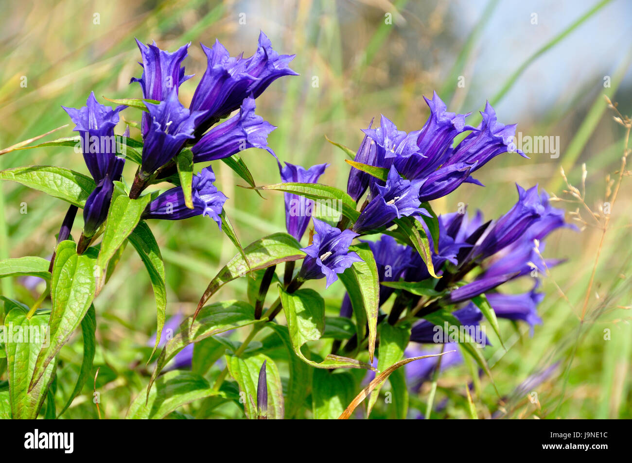blossoming willow gentian (gentiana asclepiadea) up in the bavarian alps near Ruhpolding Stock Photo