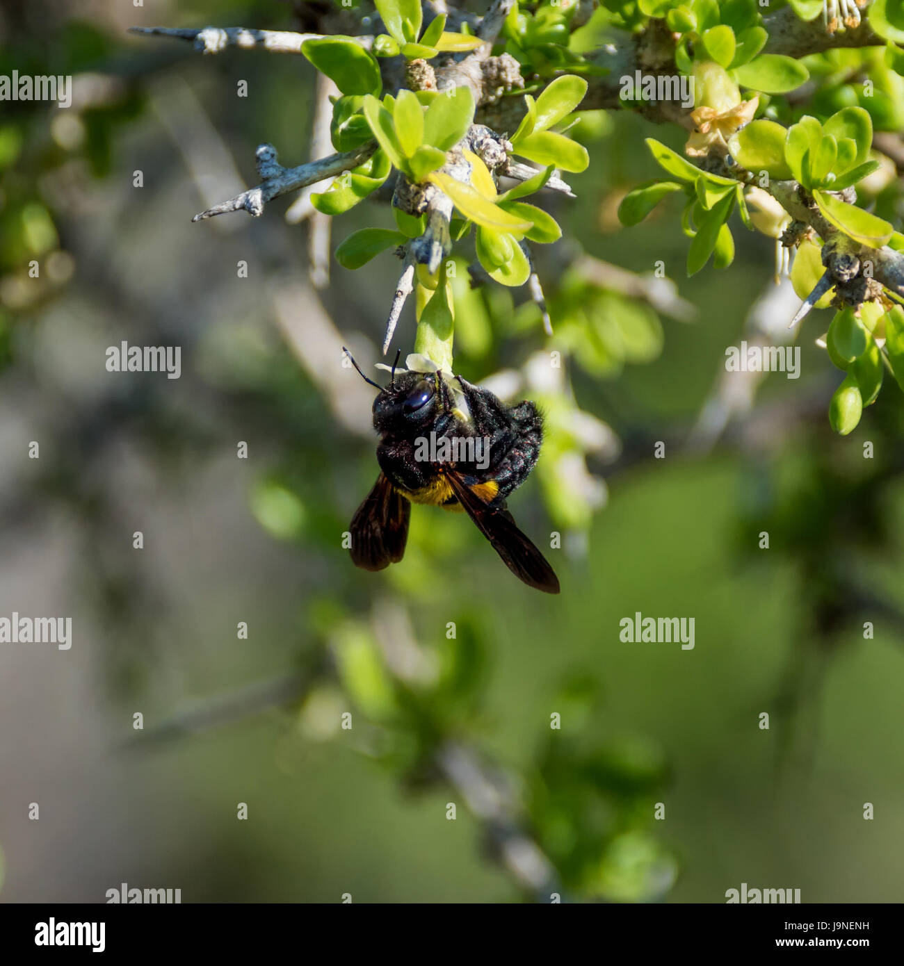 A female Carpenter Bee on a bush in Southern Africa Stock Photo Alamy