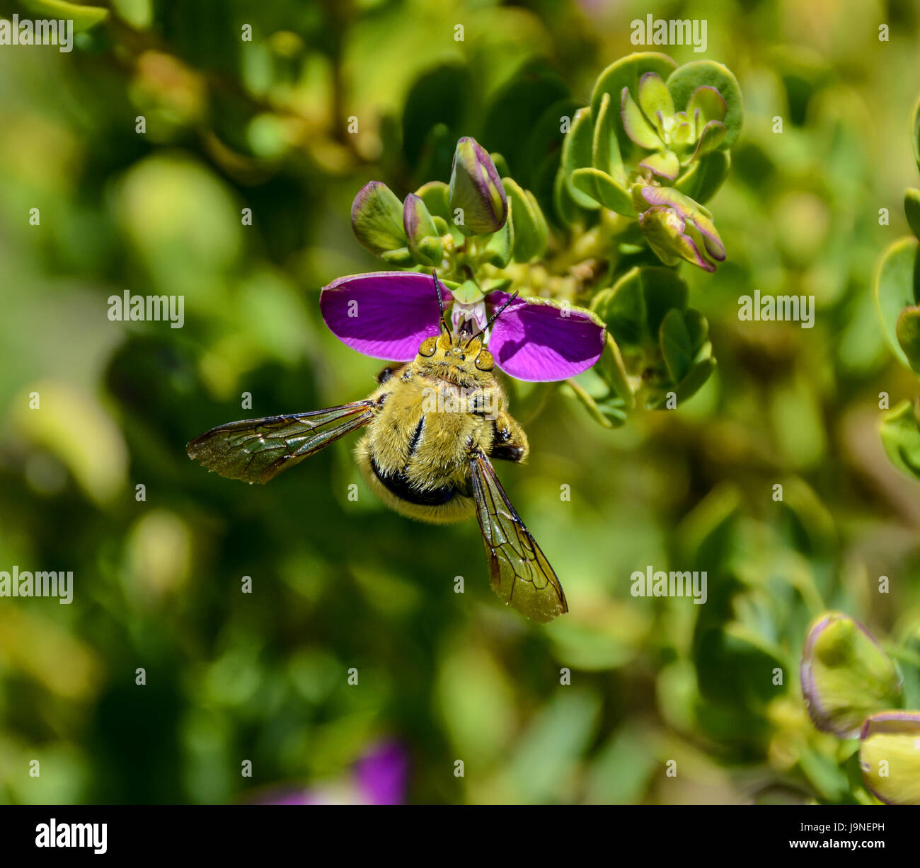 A male Carpenter Bee on a bush with pink flowers in Southern Africa