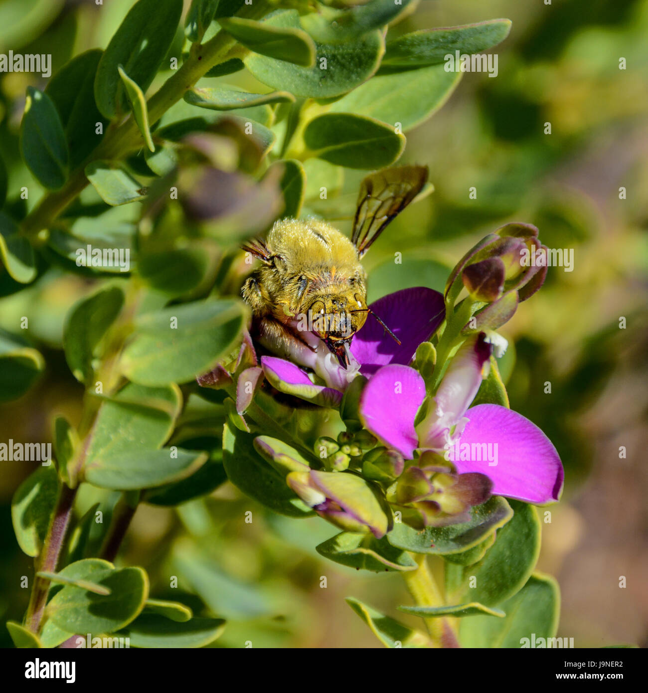 A male Carpenter Bee on a bush with pink flowers in Southern Africa Stock Photo