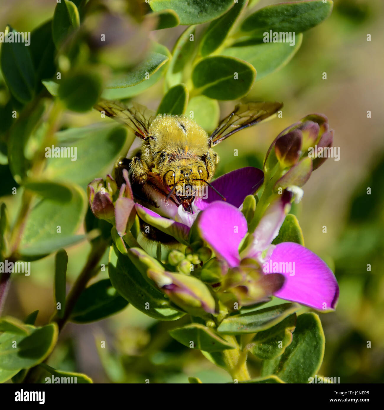 A male Carpenter Bee on a bush with pink flowers in Southern Africa