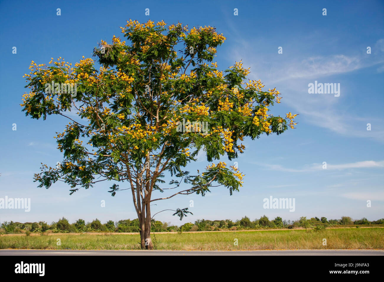 peltophorum pterocarpum, small yellow flamboyant tree on meadow with blue sky in bright day Stock Photo