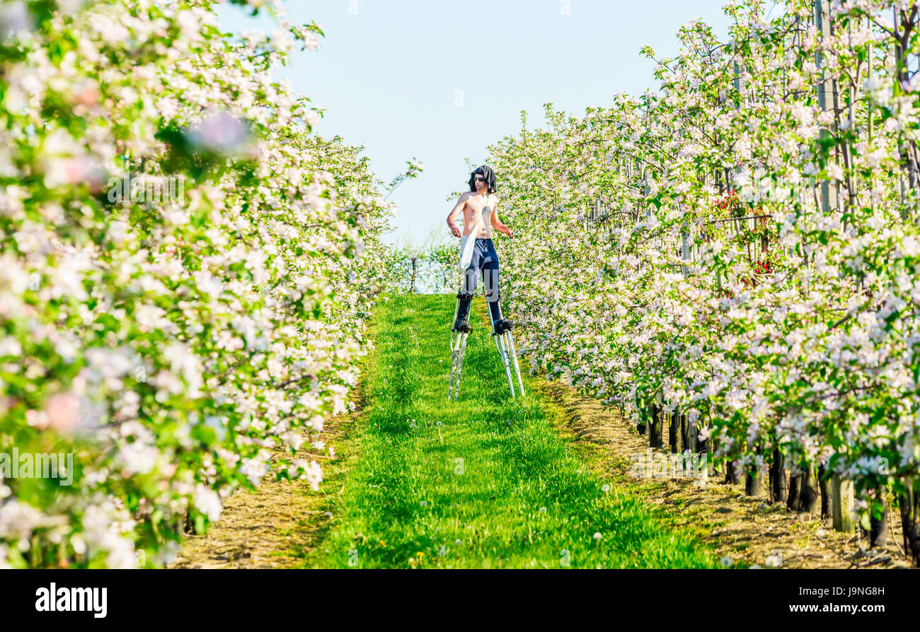 Simrishamn, Sweden - May 19, 2017: Environmental documentary. Young adult worker on stilts inspecting and tying up blooming apple tree tops on trellis Stock Photo