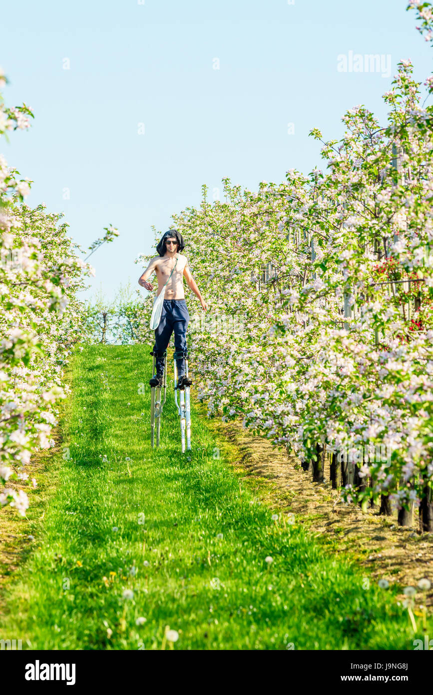 Simrishamn, Sweden - May 19, 2017: Environmental documentary. Young adult worker on stilts inspecting and tying up blooming apple tree tops on trellis Stock Photo