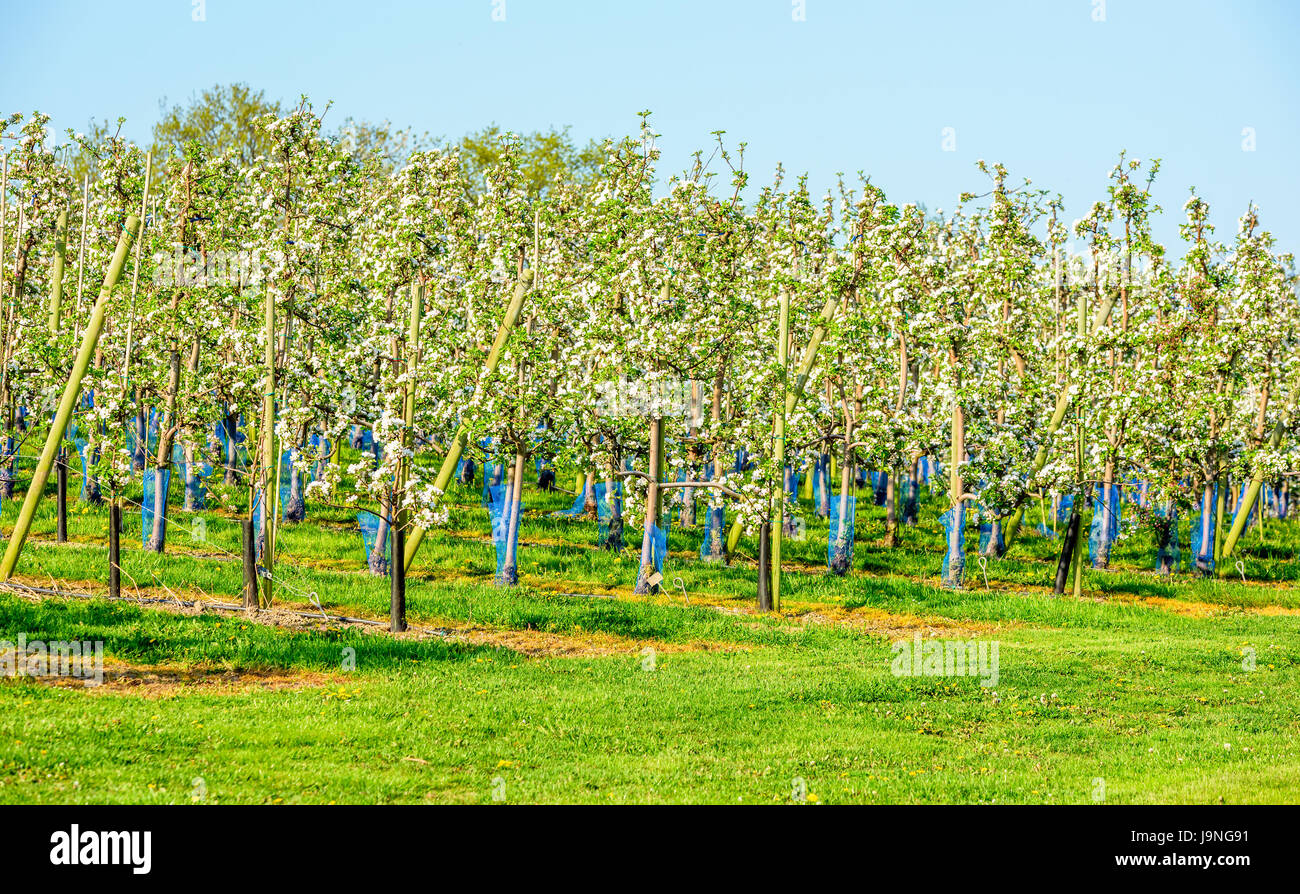 Rows of apple trees in orchard in full bloom. Blue and black plastic