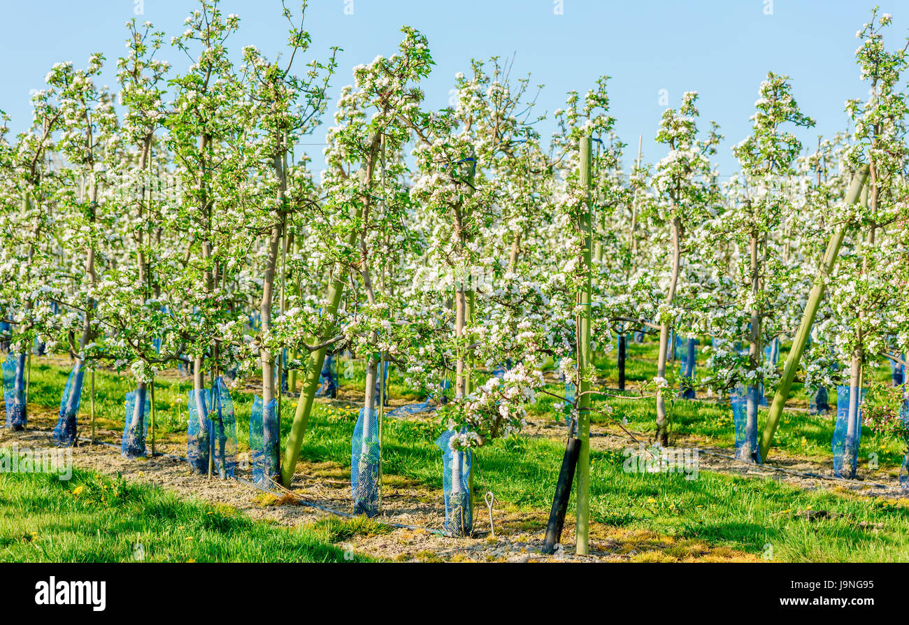 Rows of apple trees in orchard in full bloom. Blue and black plastic tubing around the trees to protect from rodents eating on the bark. Stock Photo