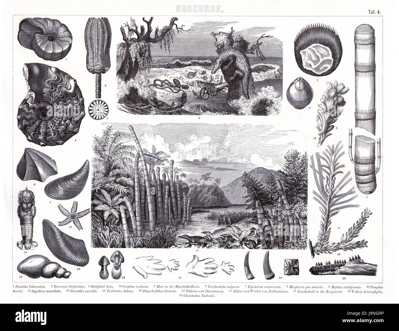 1874 Antique German Encyclopedia Atlas Print: Plant and Animals of the early earth geological periods, Cambrian, Jurassic and other. Stock Photo