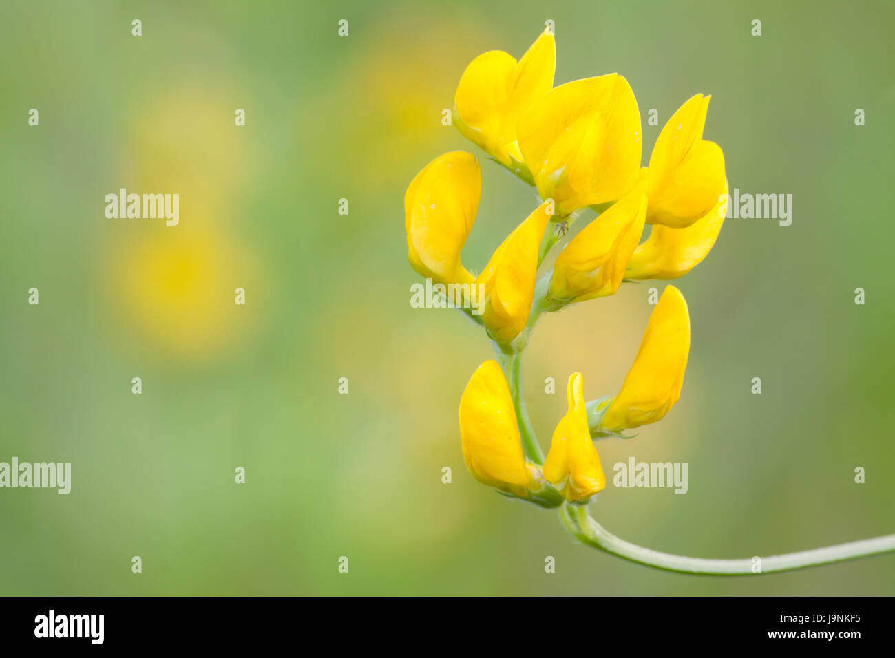 blossoms, bleed, umbels, yellow, plant, bloom, blossom, flourish, flourishing, Stock Photo