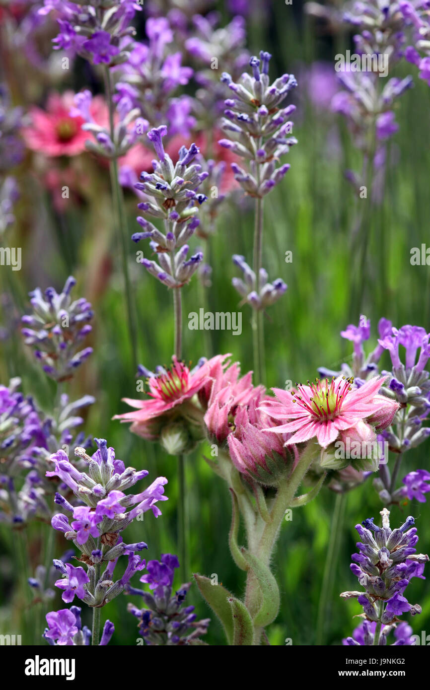 lavender, rockery, blue, green, flower, flowers, plant, blossoms, violet, Stock Photo