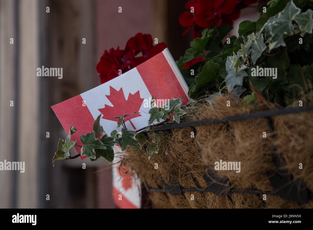 Canadian Flag Flower pot Stock Photo Alamy
