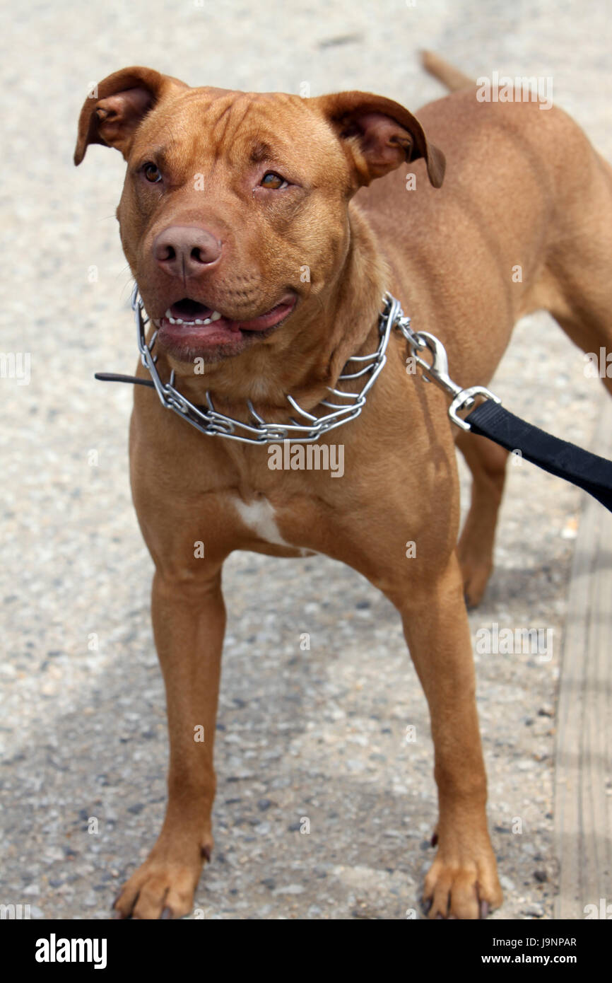 trixi hundebetten Orthopdisches Hundebett Bendson Grau