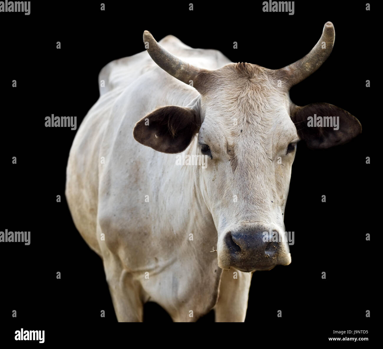 Australian Beef Cow High Resolution Stock Photography and Images - Alamy