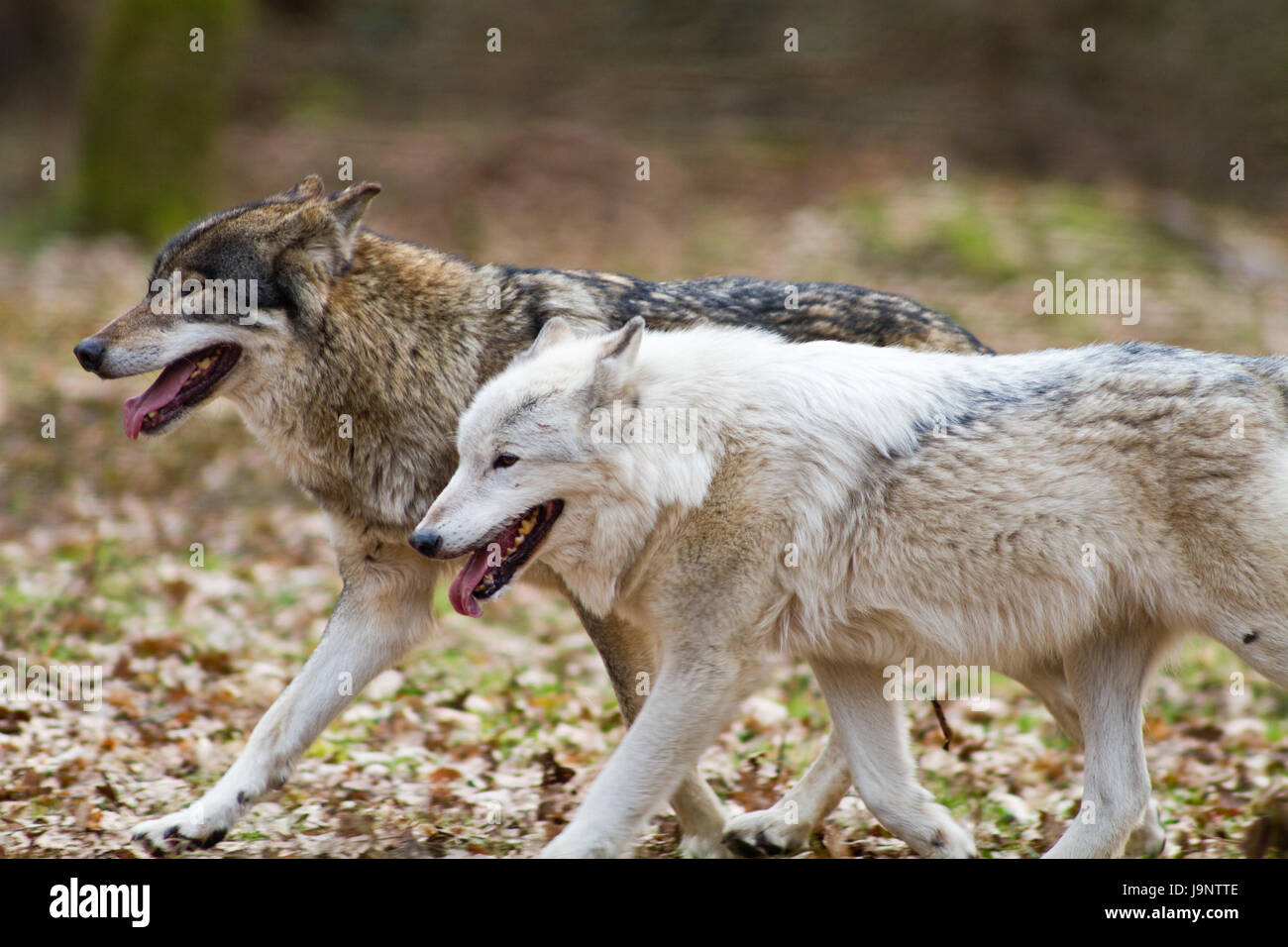 female, animal, mammal, wildlife, wolf, eastern, forest, female, animal ...