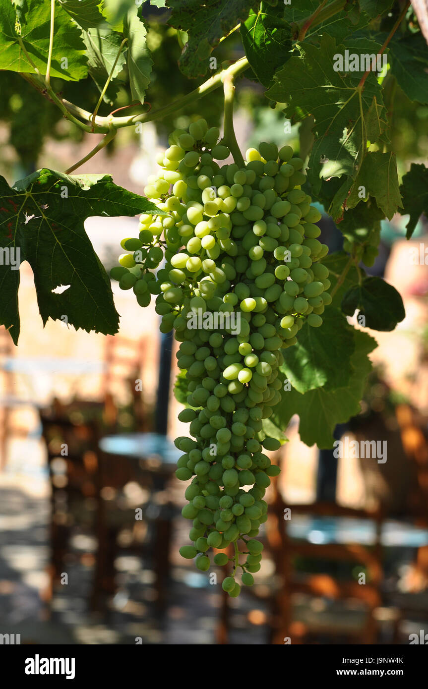 greek, gastronomy, grapes, vine, grape vine, grapevine, green, greece