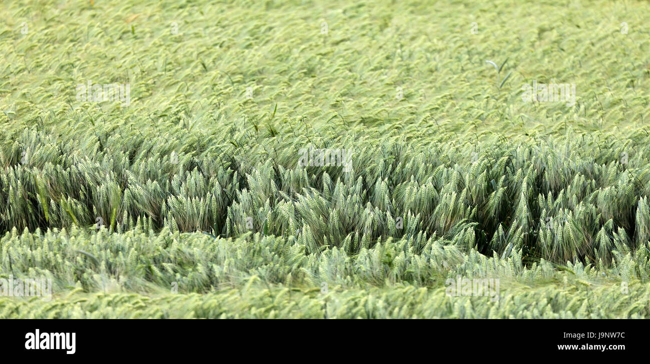 food, aliment, barley, grain, cereal, food, aliment, game, tournament, play, Stock Photo