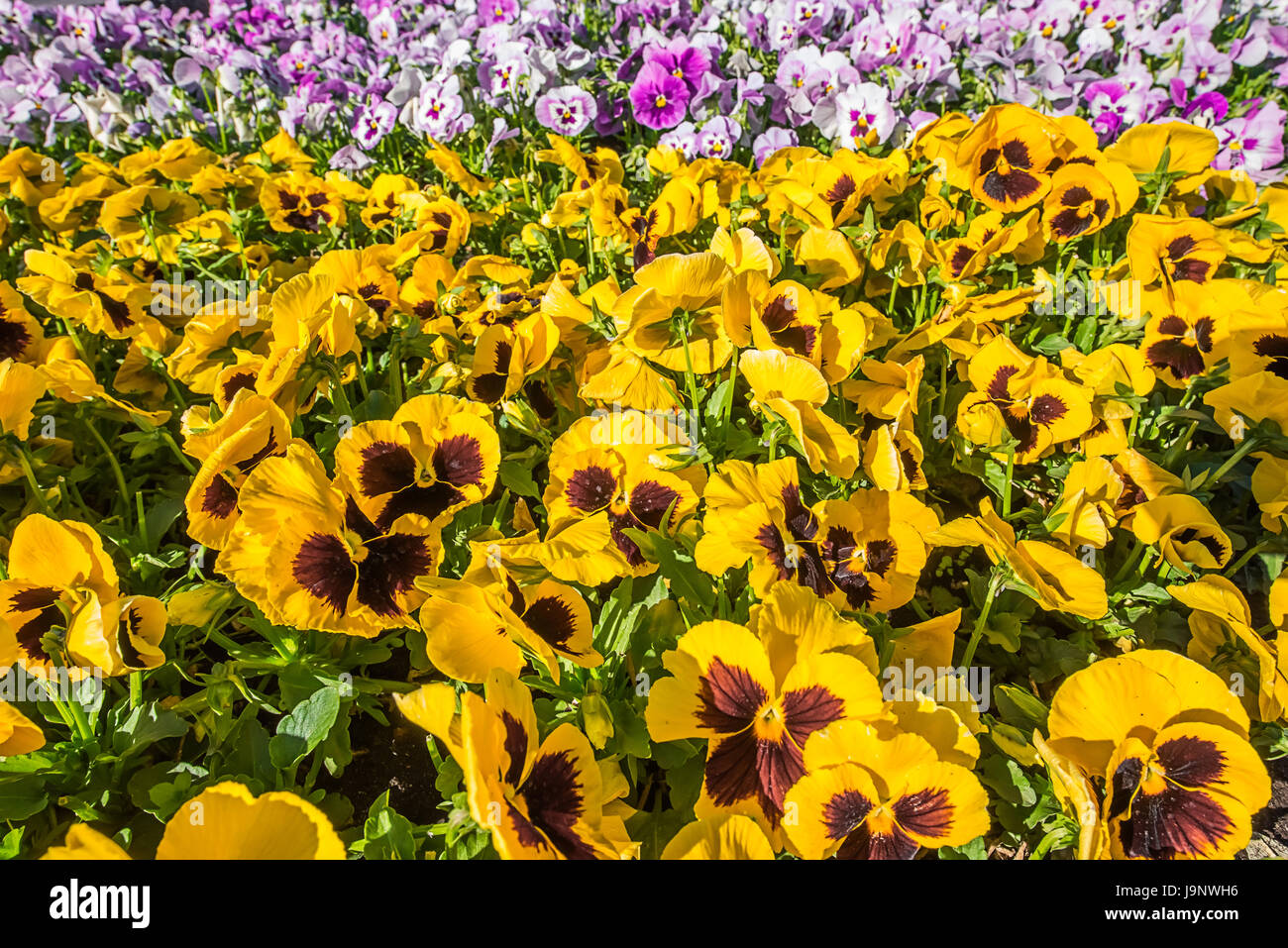 Closeup of colourful horizontal flowerbed made of pink and yellow pansies in sunshine with unfocused background Stock Photo