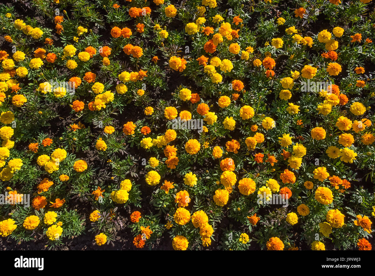 Closeup top view of colorful blooming yellow and orange tagetes or marigold flowerbed in sunshine with unfocused background Stock Photo