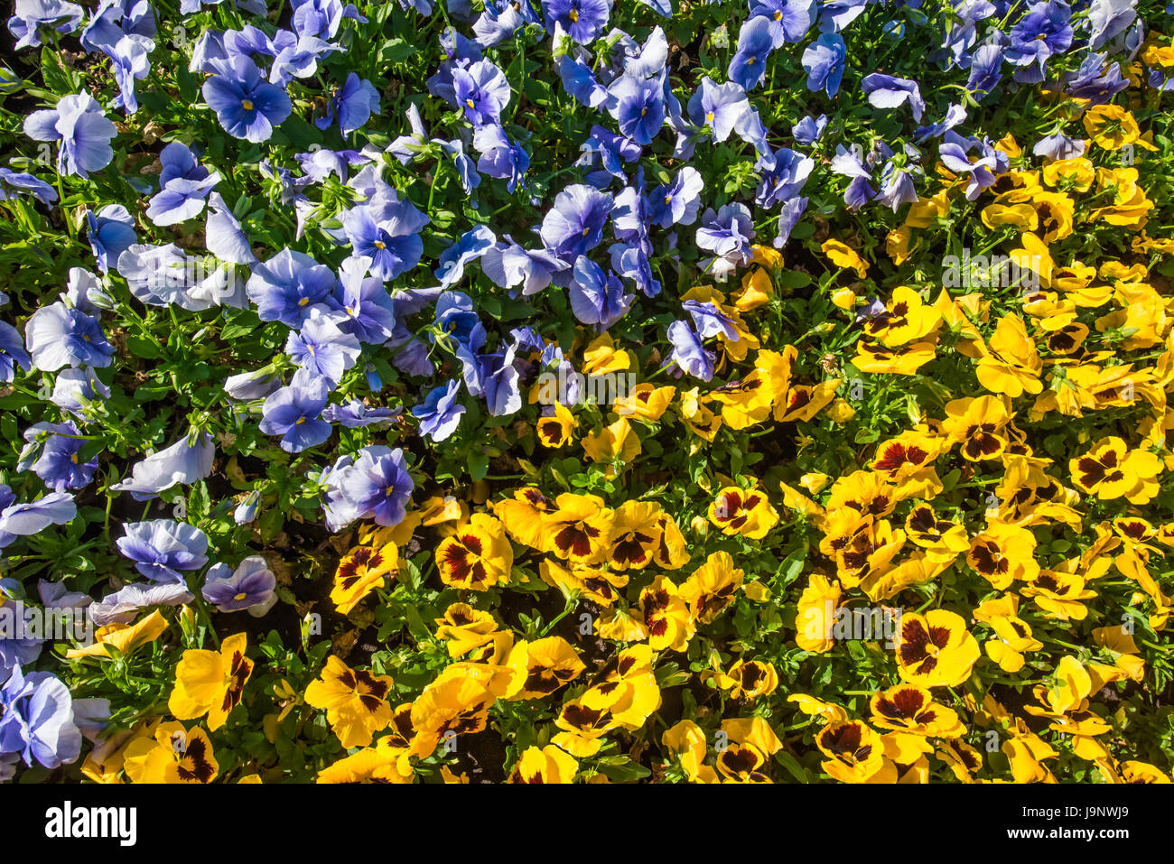 Top view of diagonal colourful flowerbed made of blue and yellow pansies in sunshine Stock Photo