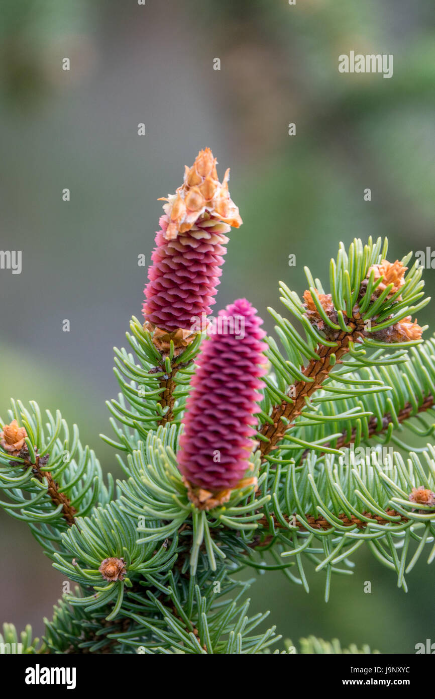 young cones on a Norway spruce Stock Photo