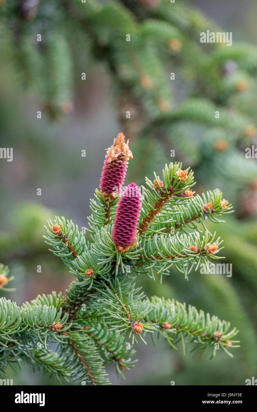 Young Cones On A Norway Spruce Stock Photo Alamy