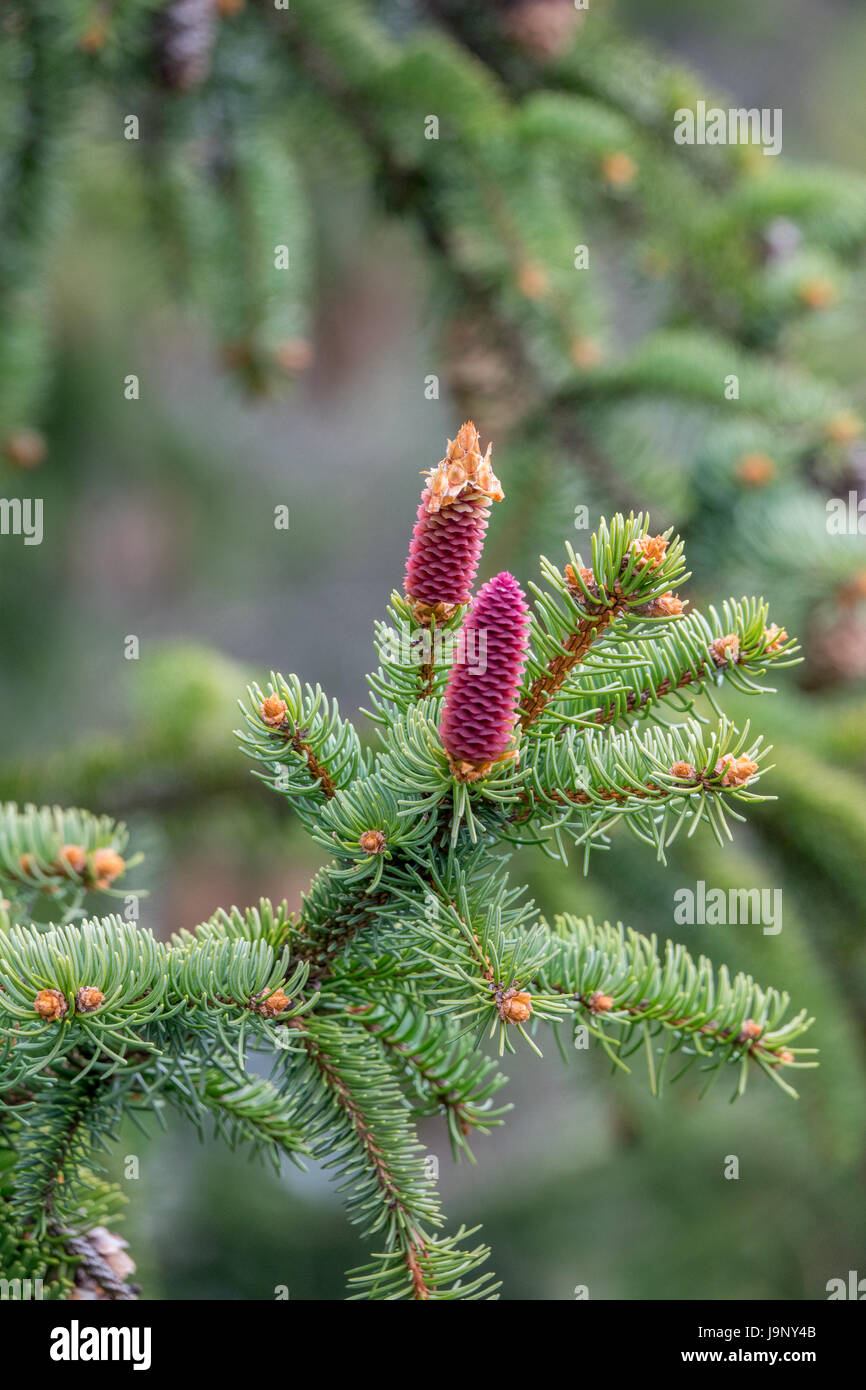 young cones on a Norway spruce Stock Photo