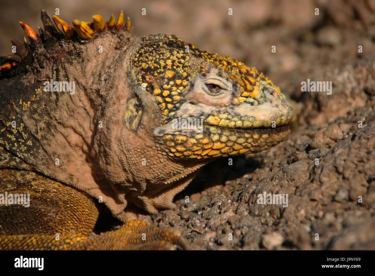 saurian, iguana, dragon, dinosaur, reptile, wild, lizard, saurian, coloured, Stock Photo