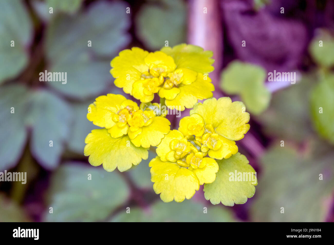 Alternate-leaved Golden Saxifrage in bloom Stock Photo