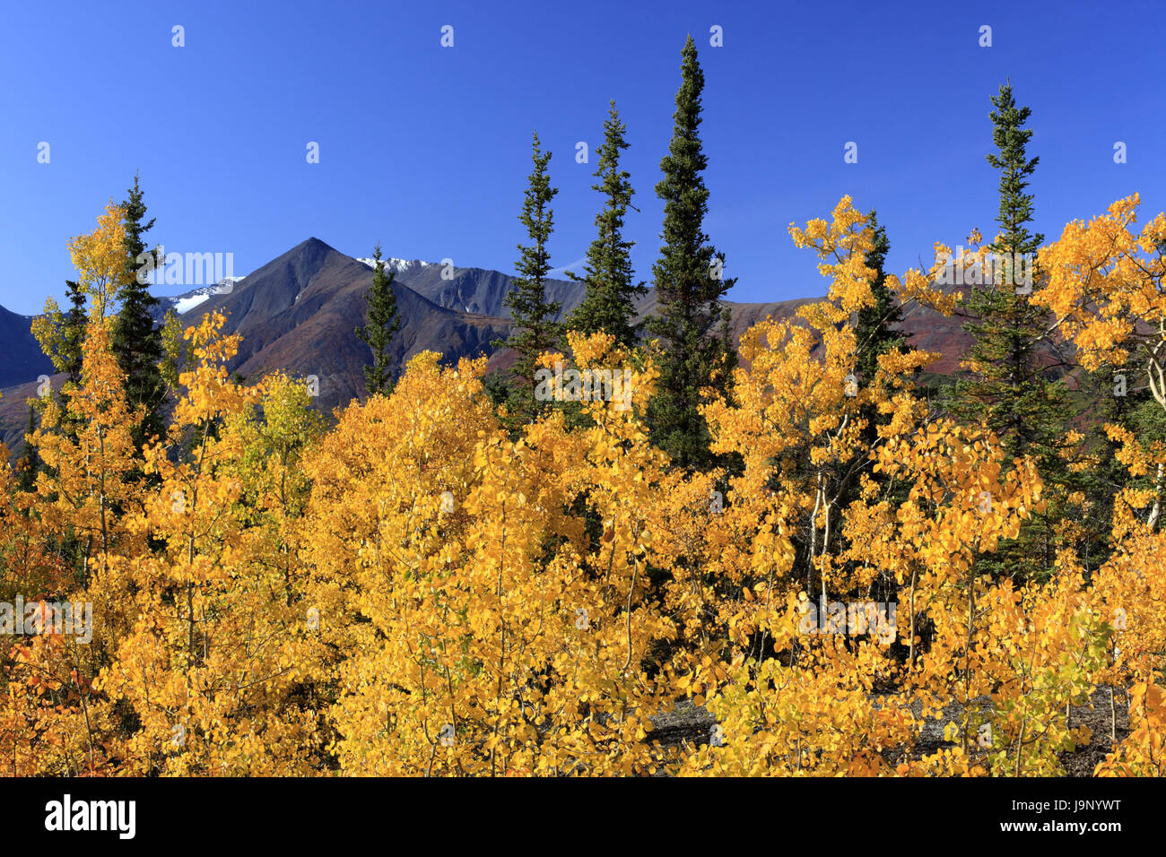 North America,the USA,Alaska,Zentralalaska,Denali national park,Alaska ...