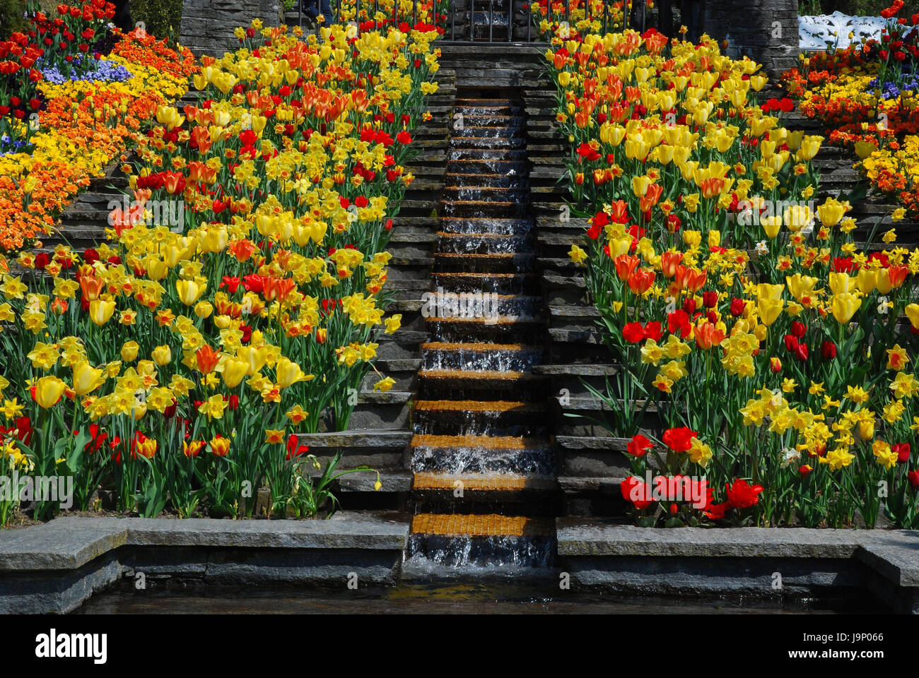 Island Mainau,cascade,tulips,narcissi,spring,flower attachments,flowers