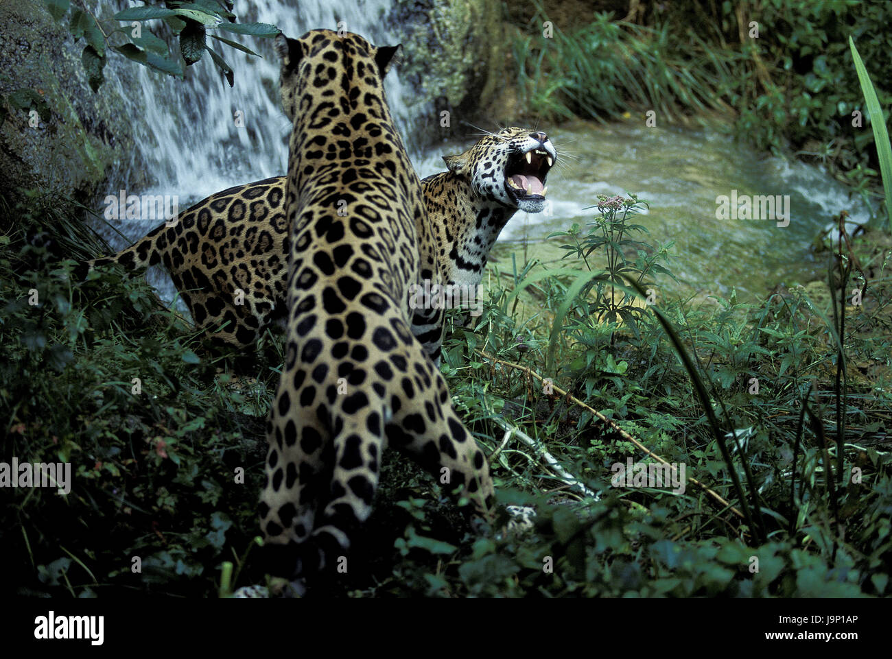 Jaguar,Panthera onca,fight, Stock Photo