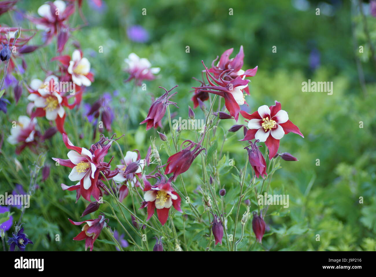 Aquilegia 'Red Hobbit' Stock Photo