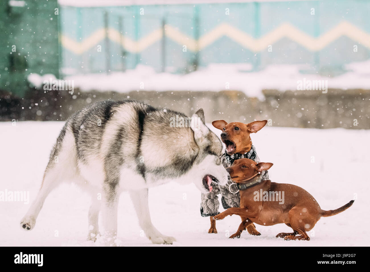Funny Dogs Play Together. Funny Dog Red Brown Miniature Pinschers Pincher Min Pin And Husky Playing Outdoor In Snow, Winter Season. Playful Pet Outdoo Stock Photo