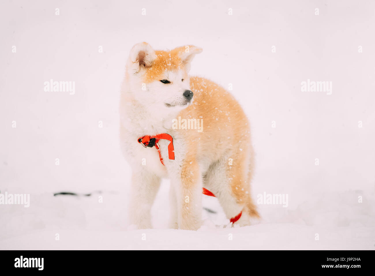Great Japanese Dog Stock Photos Great Japanese Dog Stock