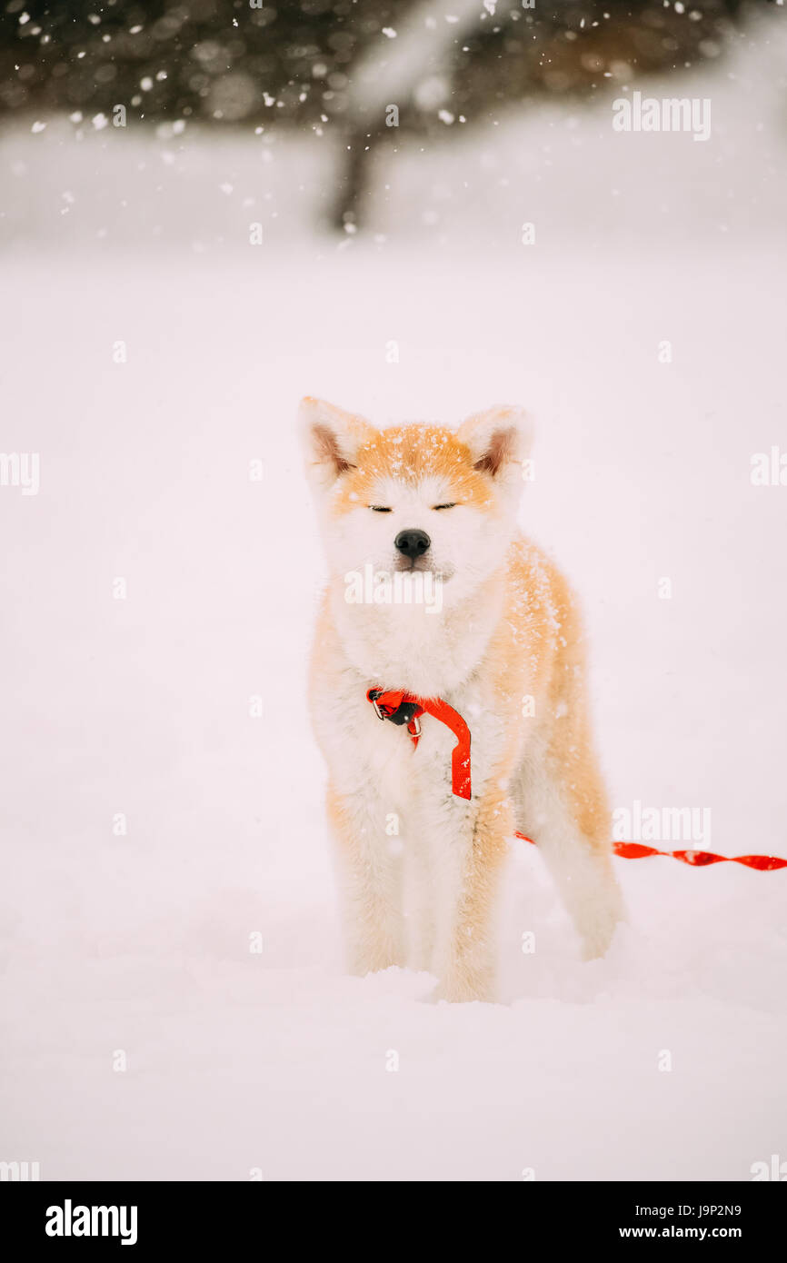 A Large Breed Of Dog From Japan